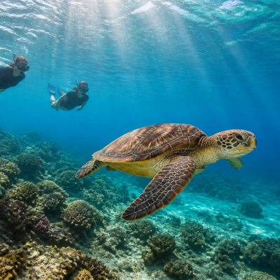 manganahome-sortie-tortue