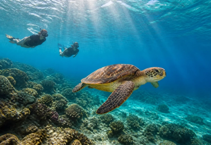 manganahome-sortie-tortue